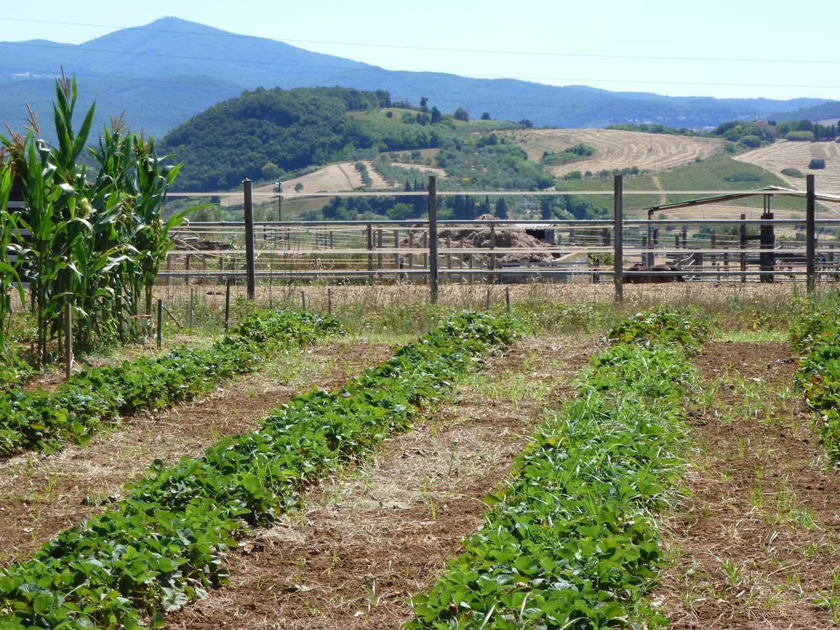 Agriturismo San Marco Hotell Rosignano Marittimo Eksteriør bilde