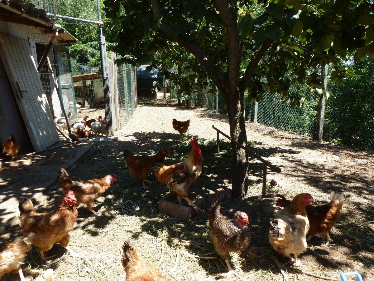 Agriturismo San Marco Hotell Rosignano Marittimo Eksteriør bilde